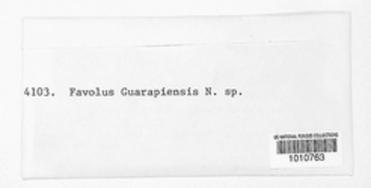 Favolus tenuiculus image